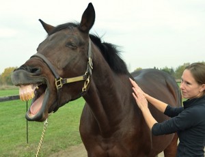 Equine massage horse yawning