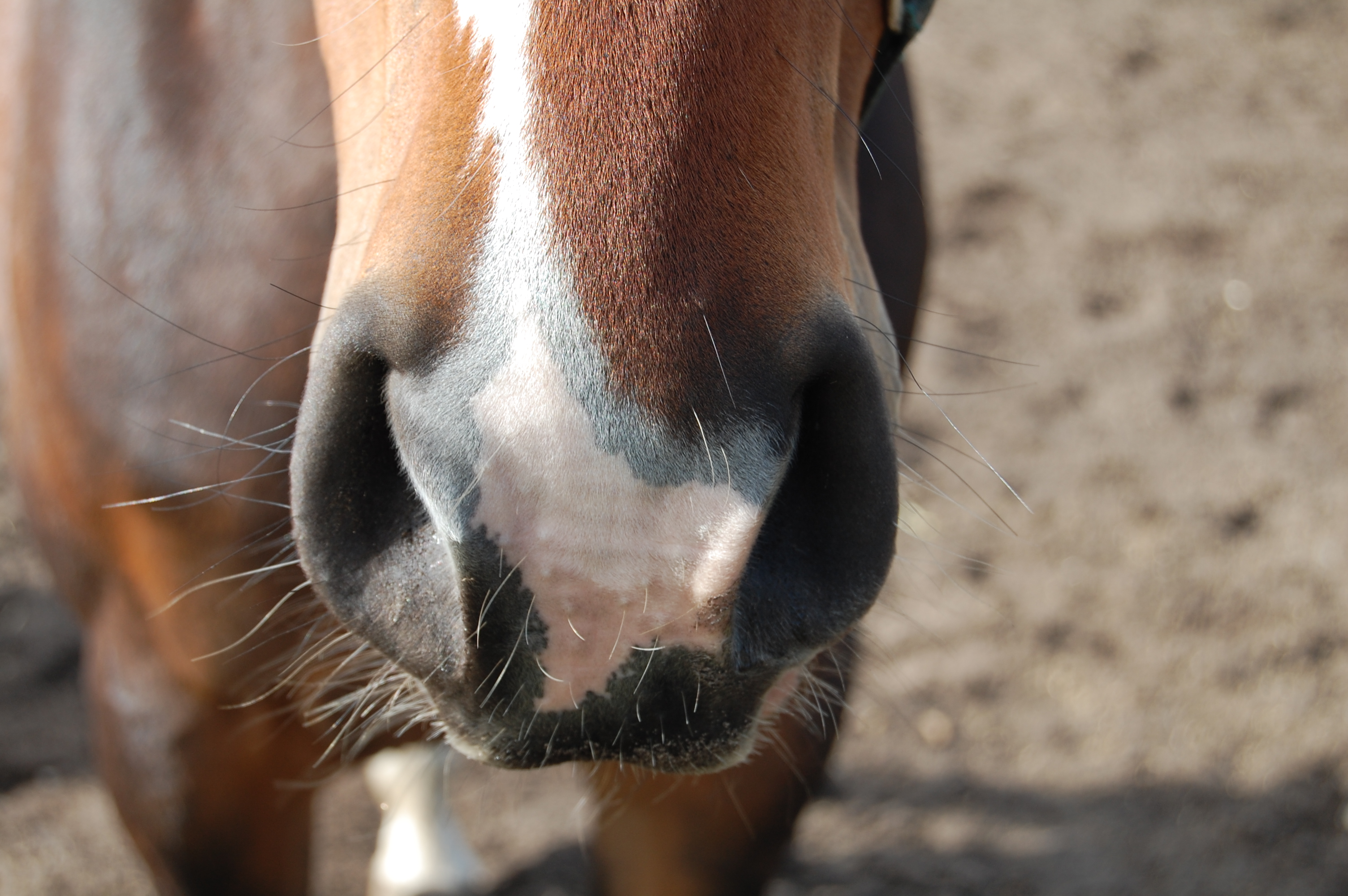 horse nose