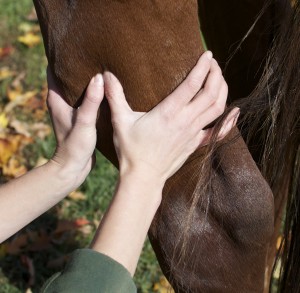 equine massage hind limb
