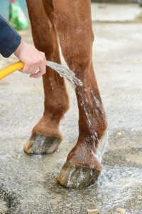 cold hosing horse leg