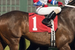 Race Horse Prepares to Enter Start Gate at Horserace