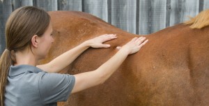 Equine Massage